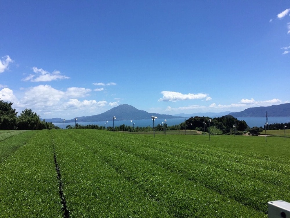 FUKUNAGA TEA FACTORY 福永製茶